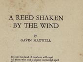 A Reed shaken by the wind